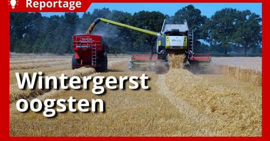 Afgelopen week dorsten we de biologische gerst bij Fam. Heijink. Deze granen hebben we direct verwerkt tot krachtvoer vo…